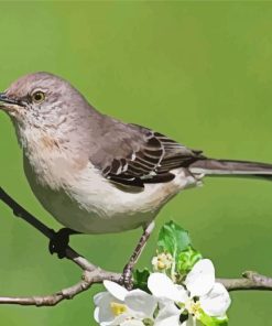 Northern Mockingbird on Stick paint by numbers