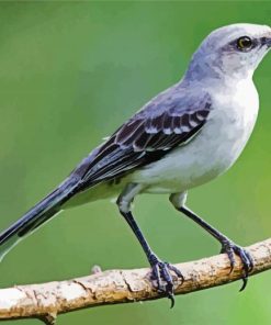 Northern Mockingbird paint by numbers