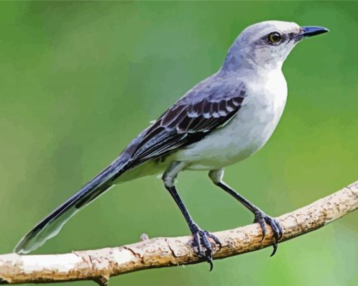 Northern Mockingbird paint by numbers