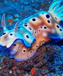 Nudibranch Animals Paint By Number