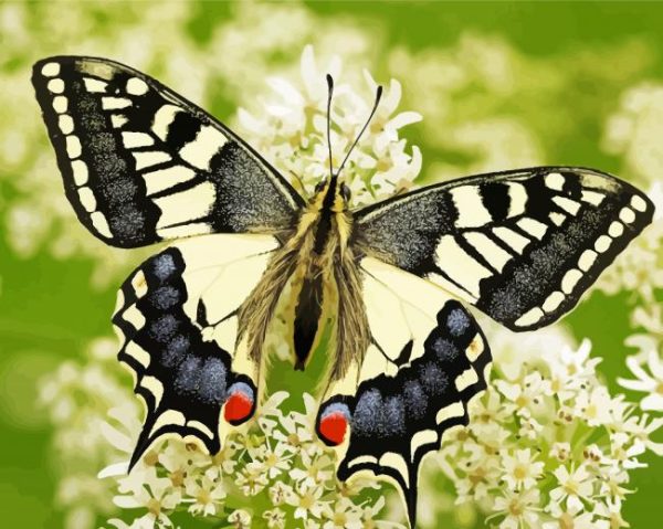 Old World Swallowtail paint by numbers
