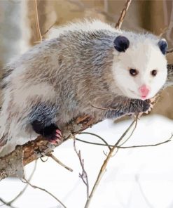 Opossum Animal paint by numbers