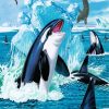 Orcas and Seals paint by numbers