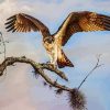 Osprey Bird on Stick paint by numbers