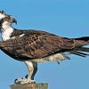 Osprey Bird Animal paint by numbers