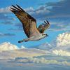 Osprey Bird Flying paint by numbers