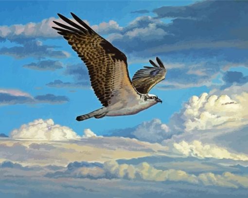 Osprey Bird Flying paint by numbers