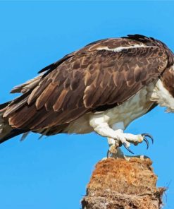 Osprey Bird paint by numbers