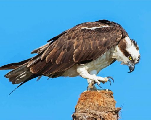 Osprey Bird paint by numbers