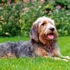 Otterhound Dog paint by numbers