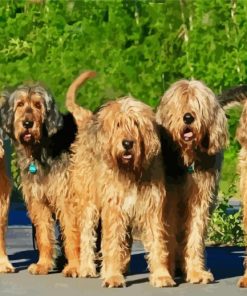 Otterhound paint by numbers