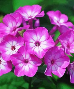 Phlox Blossom Paint By Number