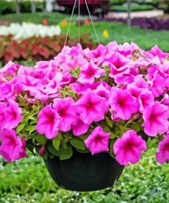 Pink Wave Petunia Paint By Number