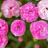 Pink Carnations Flowers paint by numbers