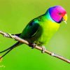 Plum Headed Parakeet paint by numbers