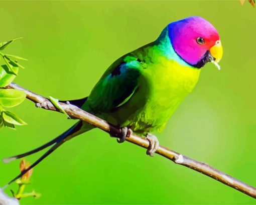 Plum Headed Parakeet paint by numbers