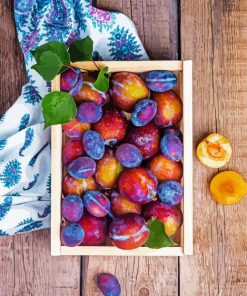 Plums Fruit Paint By Number