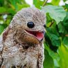 Potoo Bird paint by numbers