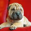 Puppy Sharpei Paint By Number