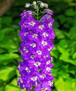 Purple Delphiniums Plants paint by numbers