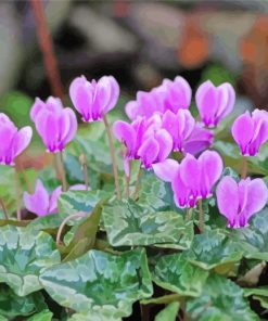 Purple Cyclamen paint by numbers