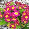 Purple Primrose Paint By Number