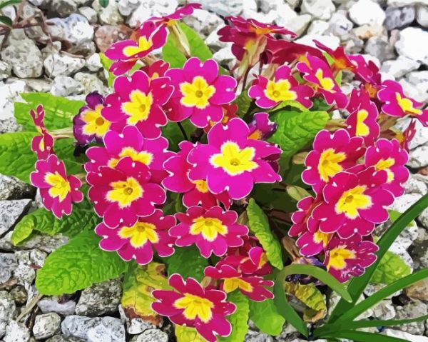Purple Primrose Paint By Number