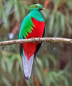 Quetzal Bird Paint By Number