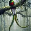 Quetzal Art Paint By Number