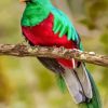 Colorful Quetzal Bird Paint By Number