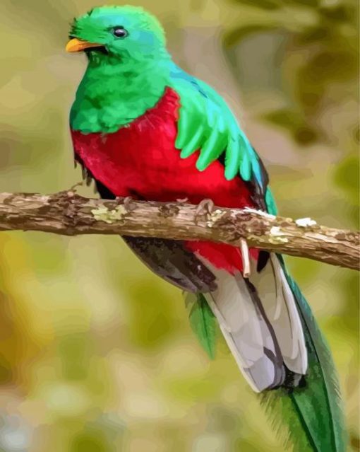 Colorful Quetzal Bird Paint By Number