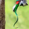 Quetzal Long Tailed Bird Flying paint by numbers