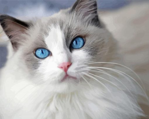 Ragdoll Cat paint by numbers