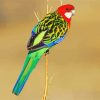 Rainbow Eastern Rosella Bird Paint By Number