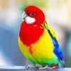 Rainbow Lorikeet Paint By Number