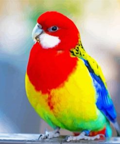 Rainbow Lorikeet Paint By Number