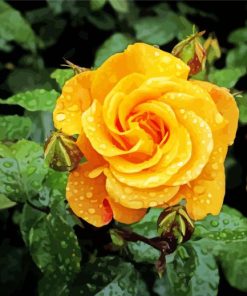 Raindrop Yellow Rose paint by numbers