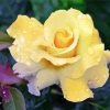 Raindrops Yellow Rose paint by numbers