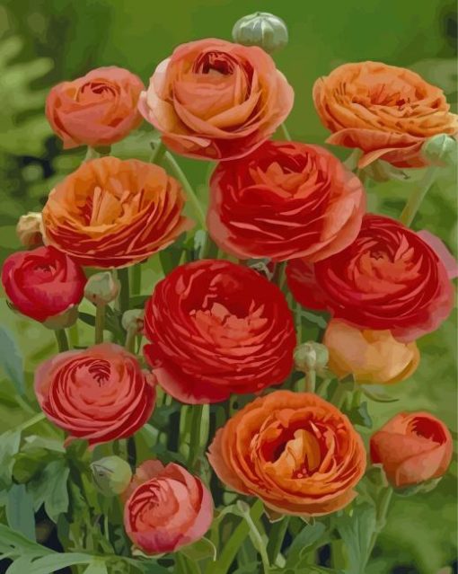 Red And Orange Ranunculus paint by numbers