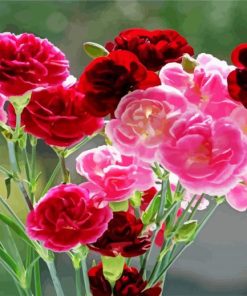 Red and Pink Carnations paint by numbers