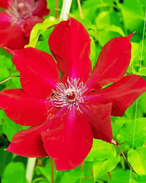 Red Clematis paint by numbers