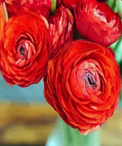 Red Ranunculus Paint By Number