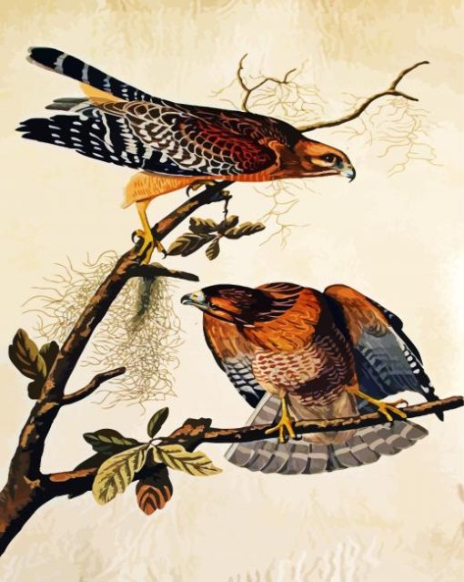 Red Shouldered Hawk by John James Audubon paint by numbers