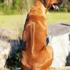 Rhodesian Ridgeback Back paint by numbers