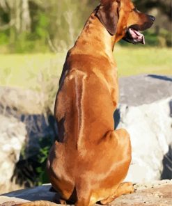 Rhodesian Ridgeback Back paint by numbers