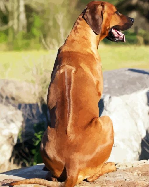 Rhodesian Ridgeback Back paint by numbers