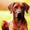 Rhodesian Ridgeback Brown Dog paint by numbers