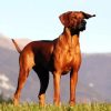 Rhodesian Ridgeback Dog Animal paint by numbers