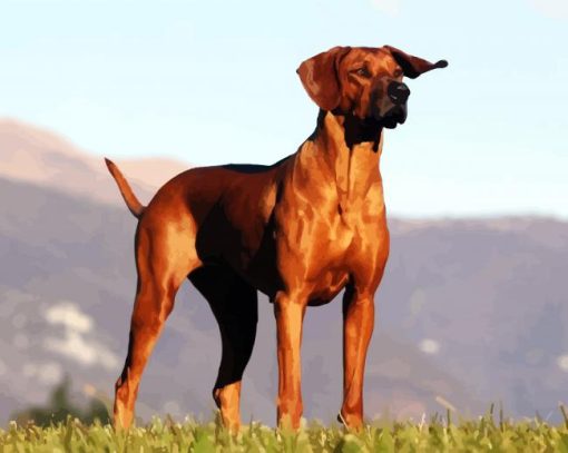 Rhodesian Ridgeback Dog Animal paint by numbers