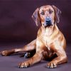 Rhodesian Ridgeback Dog paint by numbers